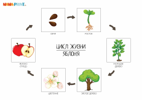 Развитие яблони. Жизненный цикл яблони схема. Этапы роста яблони. Жизненный цикл растений яблони. Жизненный цикл яблока.