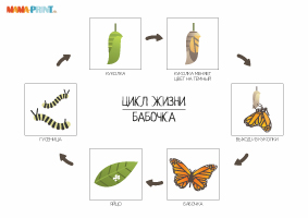 Цикл жизни бабочки